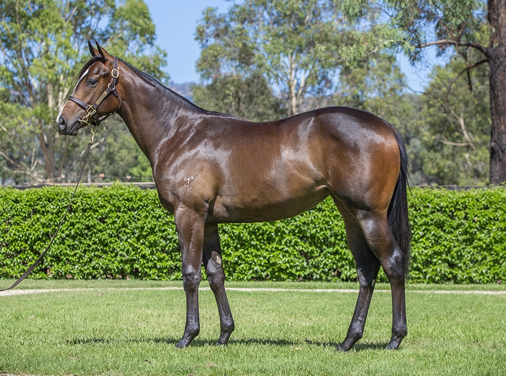 Hellbent (AUS) / Bonita Aurelia (NZ) 2024 Filly - Image 1