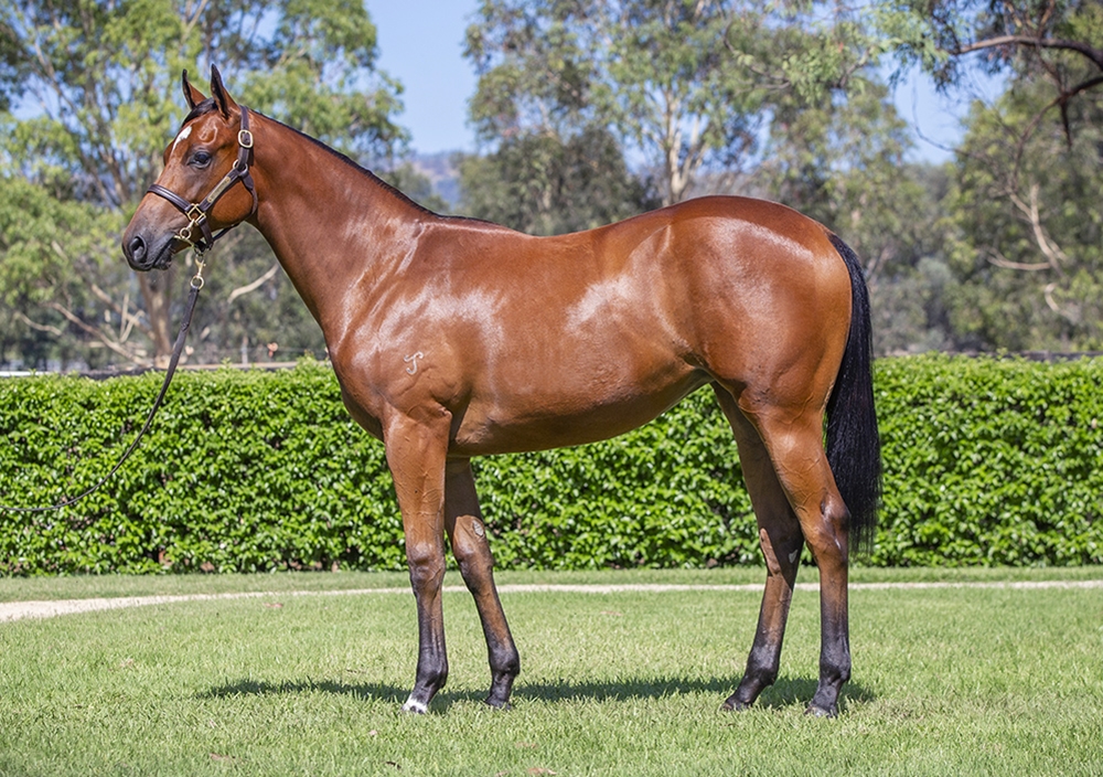 Exceed and Excel (AUS) / Devout Heiress (USA) 2024 Filly - Image 1