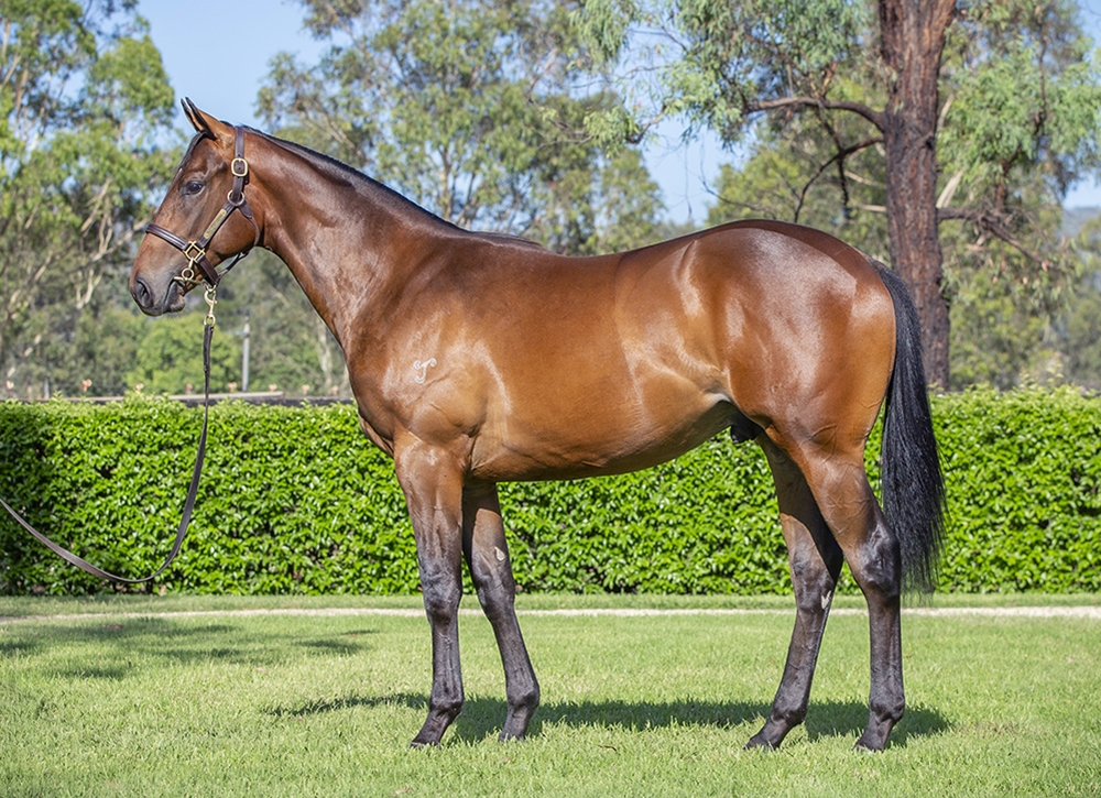 I Am Invincible (AUS) / Flippant (AUS) 2024 Colt - Image 1