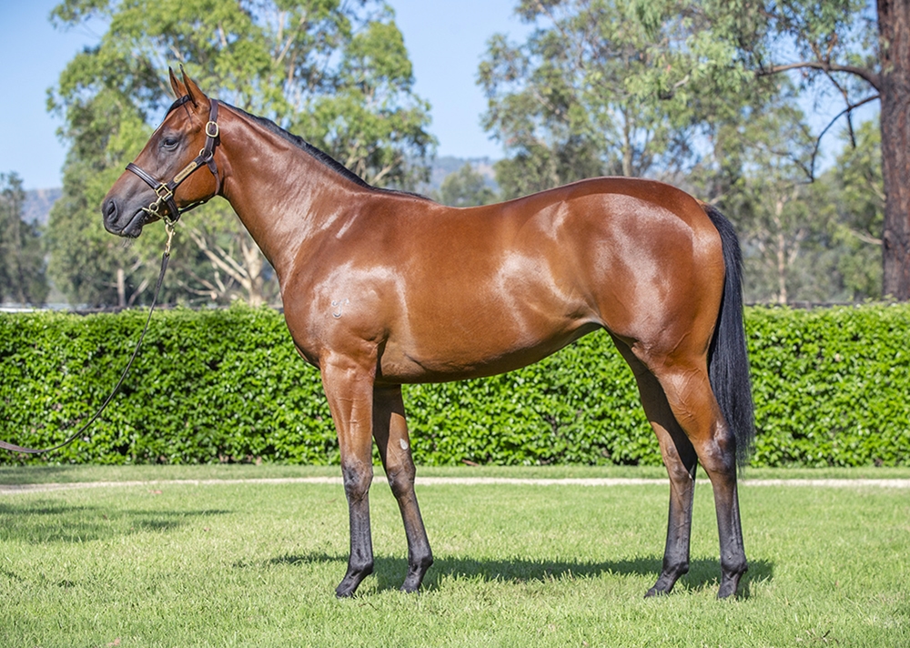 Stay Inside (AUS) / Game to Love (AUS) 2024 Filly - Image 1