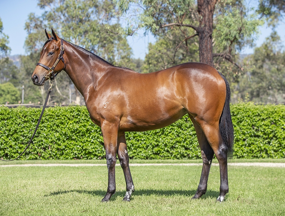 I Am Invincible (AUS) / Isola Blu (AUS) 2024 Filly - Image 1