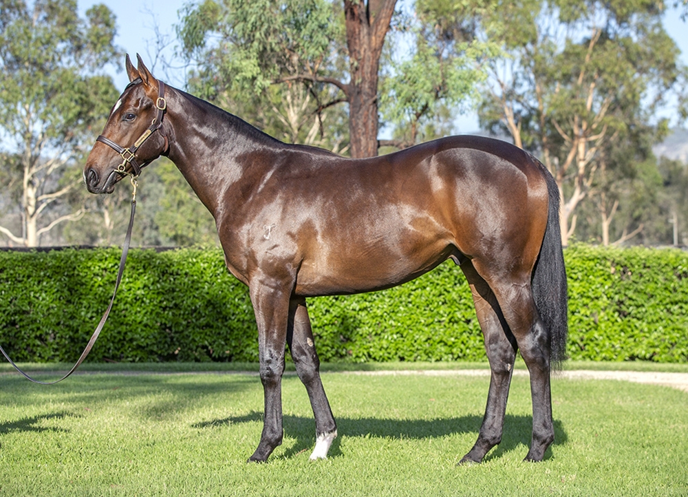 Hellbent (AUS) / Loretta (AUS) 2024 Colt - Image 1