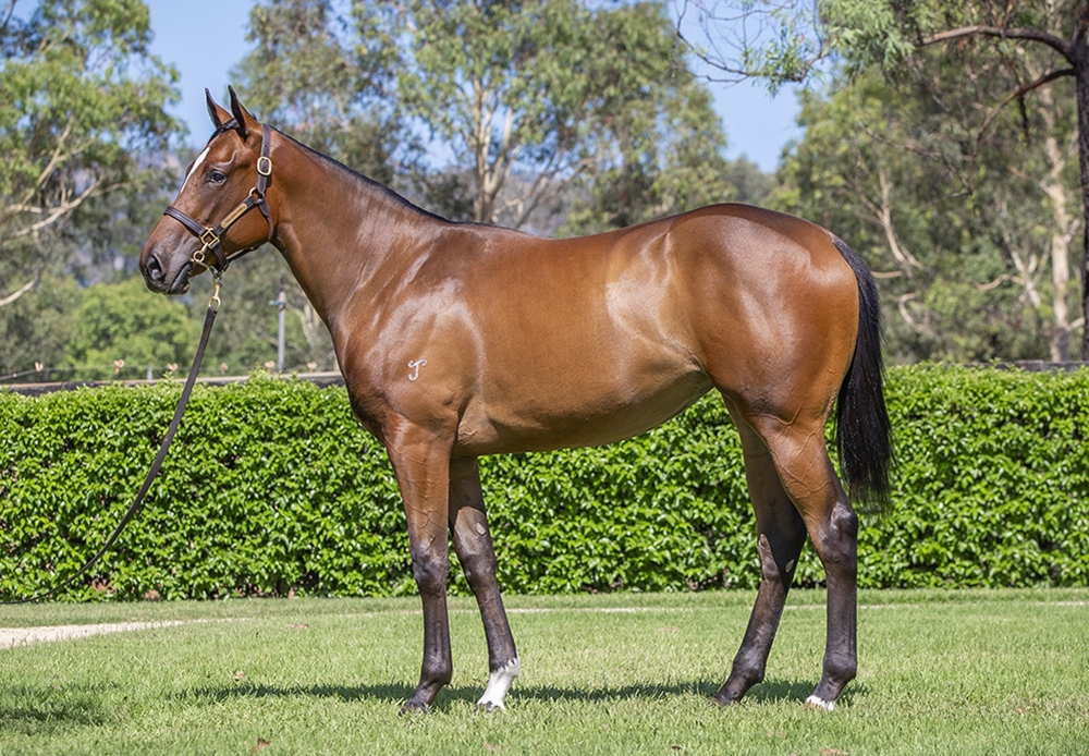Toronado (IRE) / Marguns (AUS) 2024 Filly - Image 1