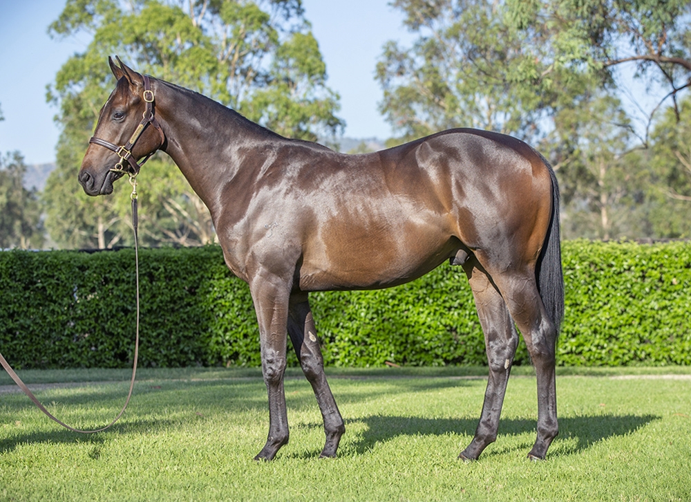 I Am Invincible (AUS) / Noondie (AUS) 2024 Colt - Image 1