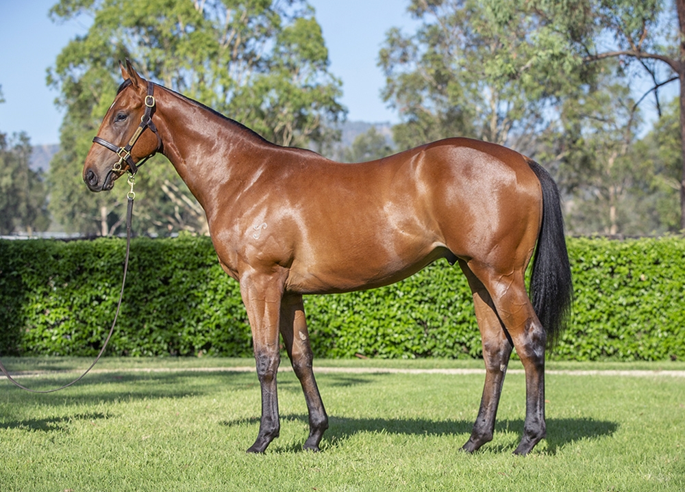 I Am Invincible (AUS) / Odeum (AUS) 2024 Colt - Image 1