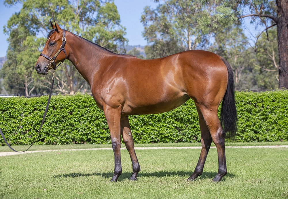 Home Affairs (AUS) / Precious Memories (AUS) 2024 Filly - Image 1