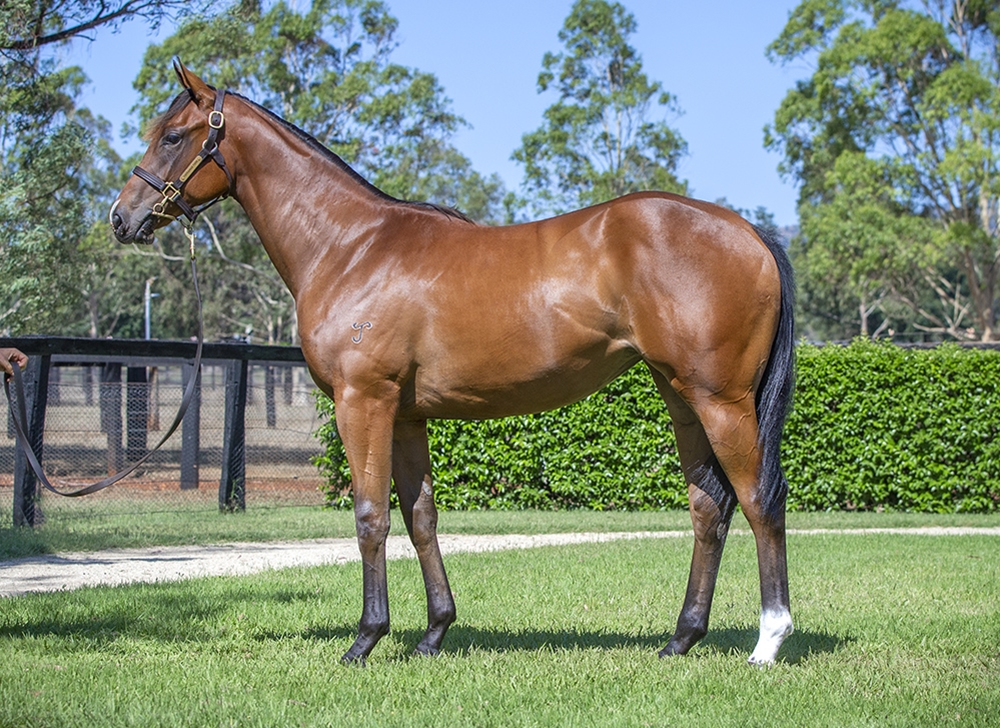 I Am Invincible (AUS) / Scorched Earth (AUS) 2024 Filly - Image 1