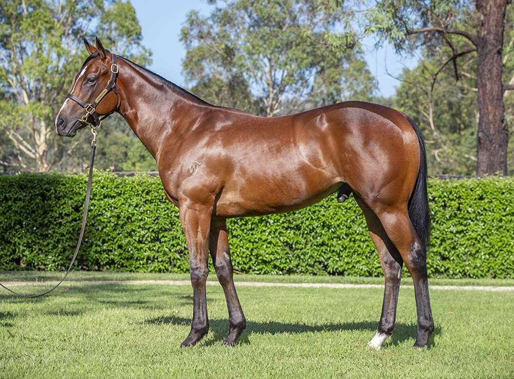 Toronado (IRE) / Segenhoe Valley (AUS) 2024 Colt - Image 1