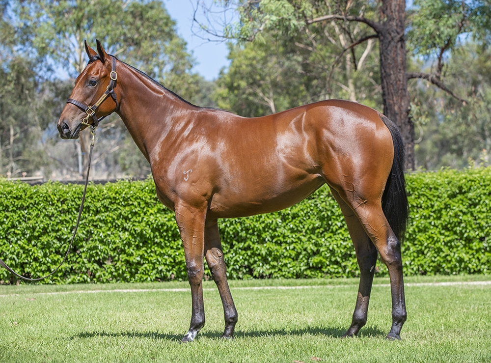 Hellbent (AUS) / Sognani (AUS) 2024 Filly - Image 1