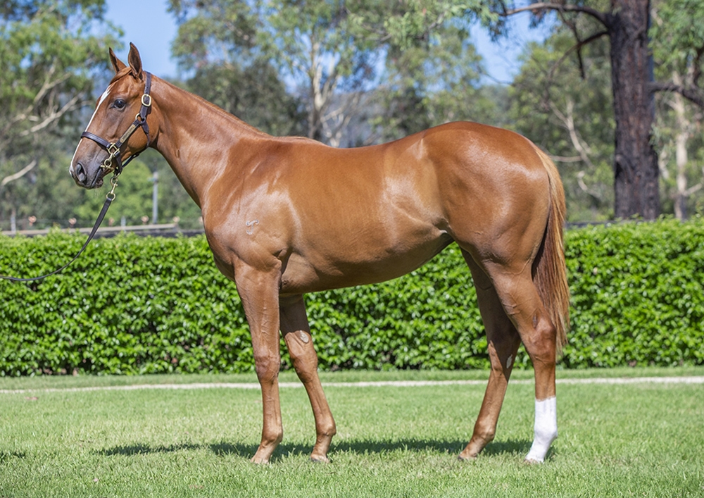 Home Affairs (AUS) / La Luna Rossa (NZ) 2024 Filly - Image 1