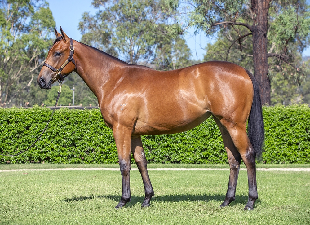 I Am Invincible (AUS) / Stellar Pauline (AUS) 2024 Filly - Image 1