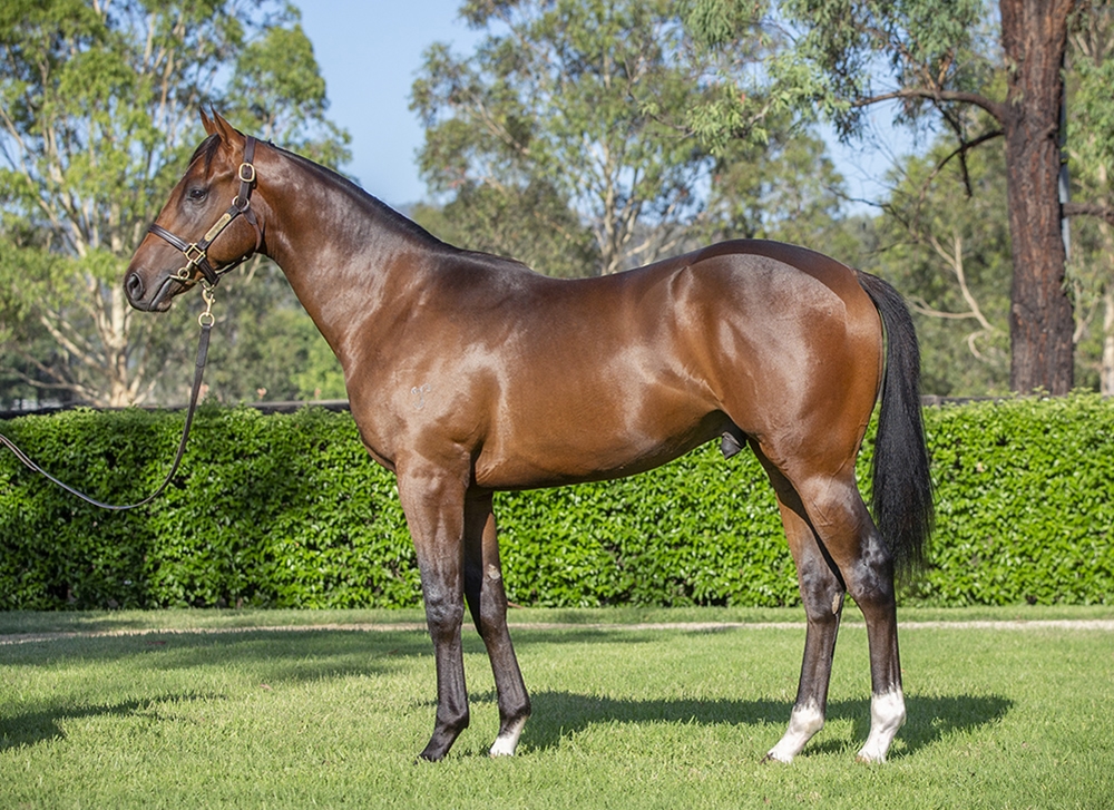 Brave Smash (JPN) / Tetsuko (AUS) 2024 Colt - Image 1