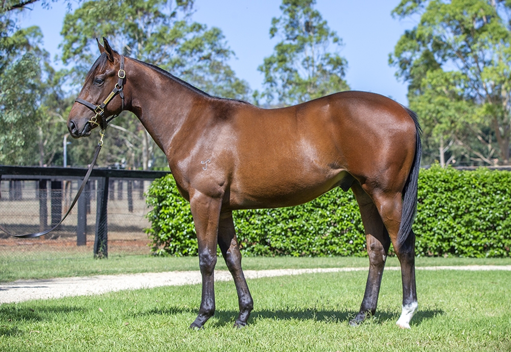 Wootton Bassett (GB) / Violinist (AUS) 2024 Colt - Image 1