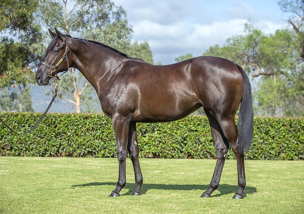 Pierro (AUS) / Angel Helena (AUS) 2024 Filly - Image 1