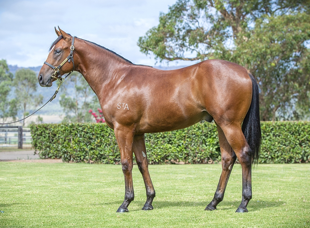 Capitalist (AUS) / Bella Amore (AUS) 2024 Colt - Image 1