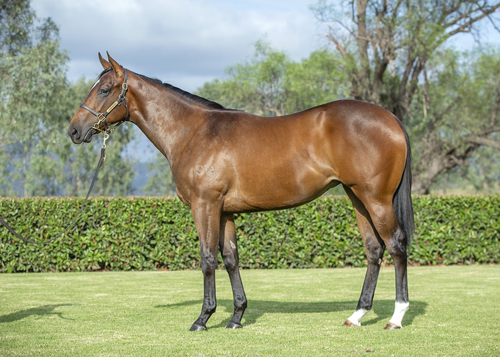 Tiger of Malay (AUS) / Bella Bee (NZ) 2024 Filly - Image 1