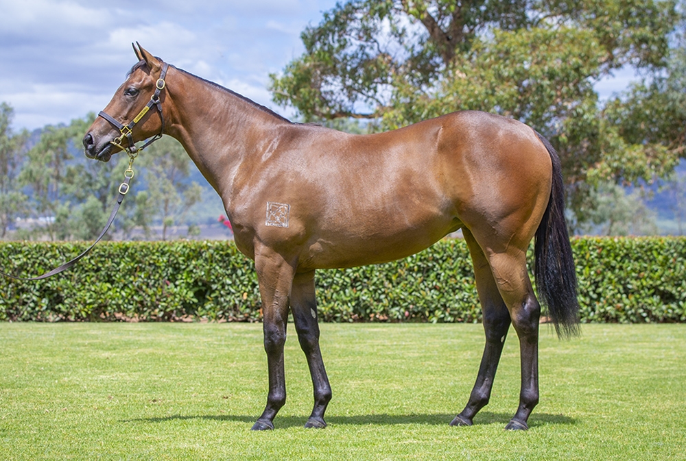 Cool Aza Beel (NZ) / Bellinsky (NZ) 2024 Filly - Image 1