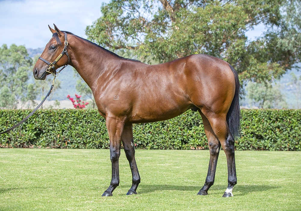 Too Darn Hot (GB) / Beloved (IRE) 2024 Colt - Image 1