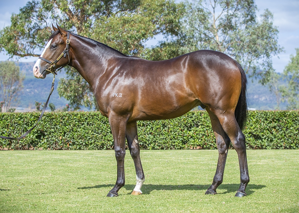 Paulele (AUS) / Black Canary (AUS) 2024 Colt - Image 1