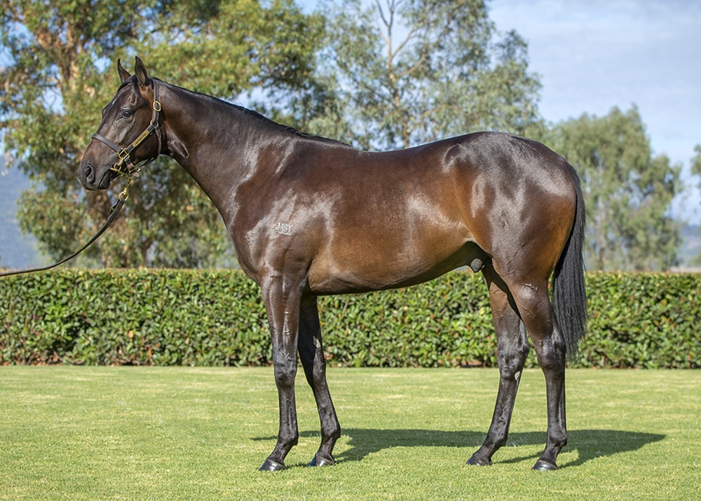 Russian Revolution (AUS) / Canadian Spice (AUS) 2024 Colt - Image 1