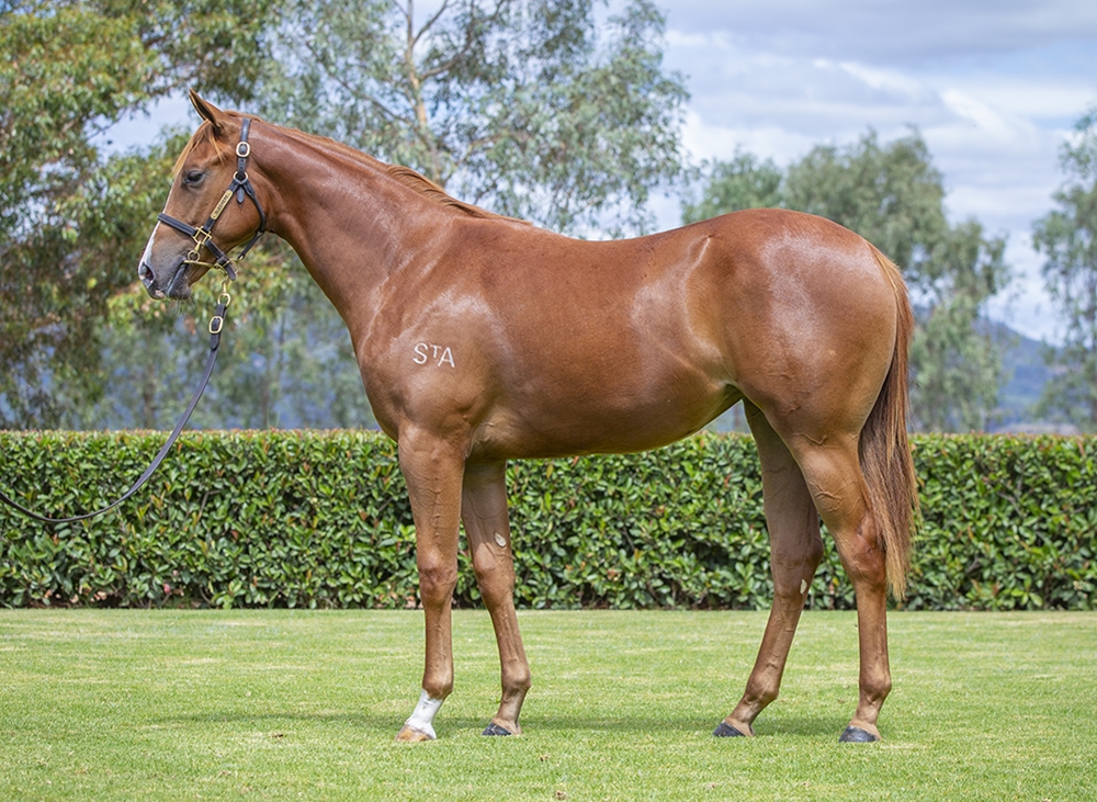 Bivouac (AUS) / Catchulata (AUS) 2024 Filly - Image 1