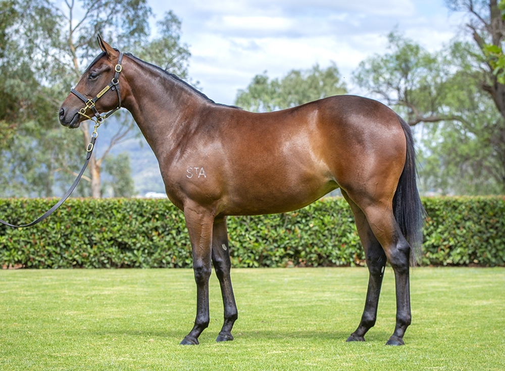 Stay Inside (AUS) / Chequered Love (AUS) 2024 Filly - Image 1