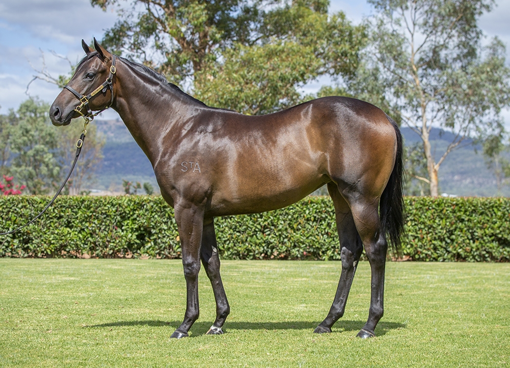 Stay Inside (AUS) / Comarco (AUS) 2024 Filly - Image 1