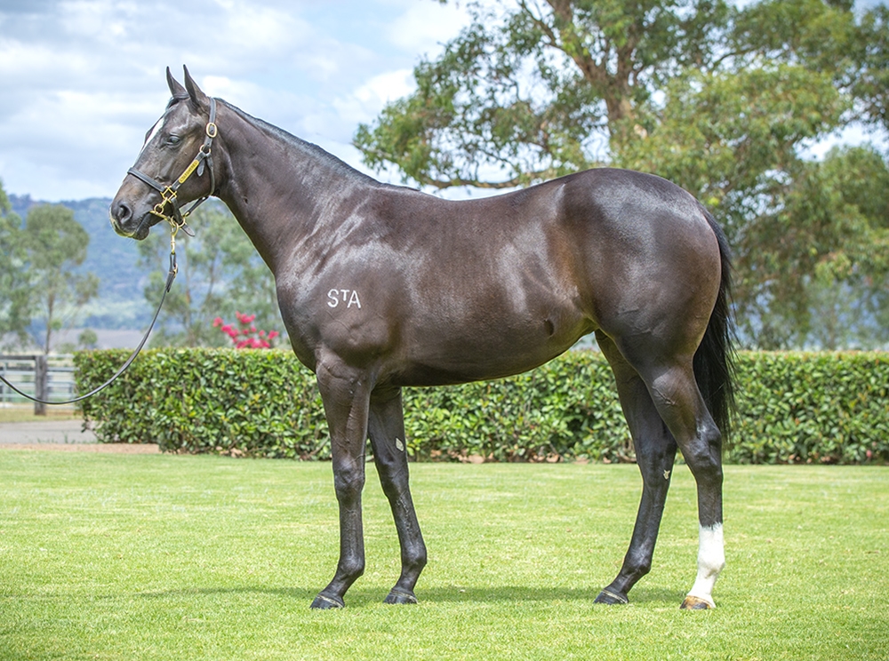 Cosmic Force (AUS) / Done by Me (AUS) 2024 Filly - Image 1