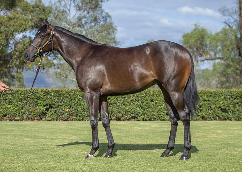 Toronado (IRE) / Exocet (AUS) 2024 Colt - Image 1