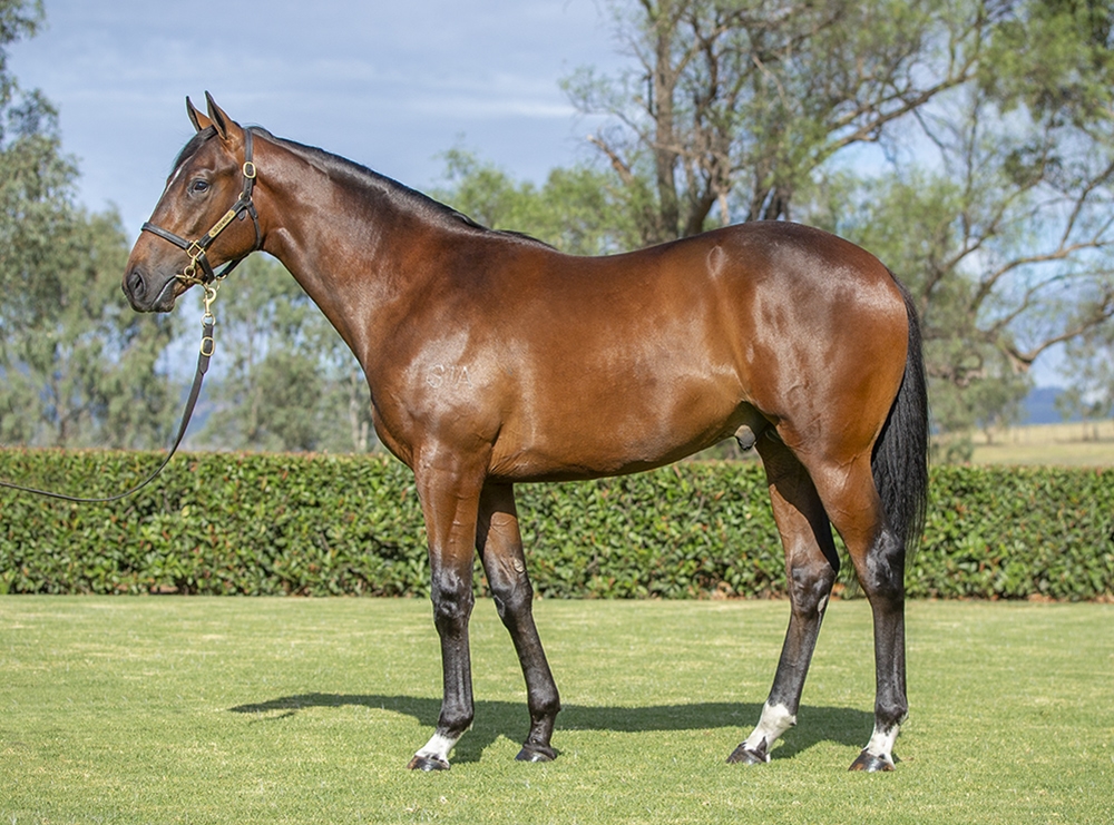 Maurice (JPN) / Fashion (GER) 2024 Colt - Image 1