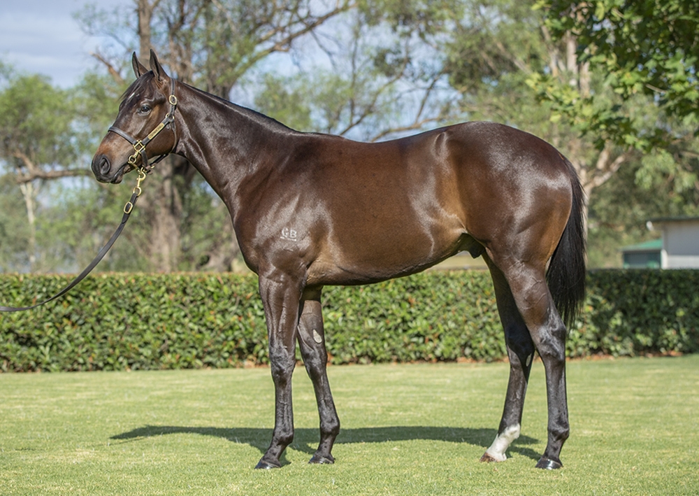 Capitalist (AUS) / Fleeting Fancy (IRE) 2024 Colt - Image 1