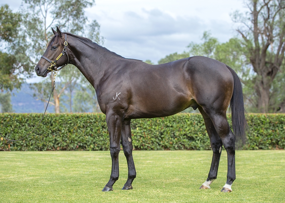 Ole Kirk (AUS) / Fly Buy Fly (AUS) 2024 Colt - Image 1
