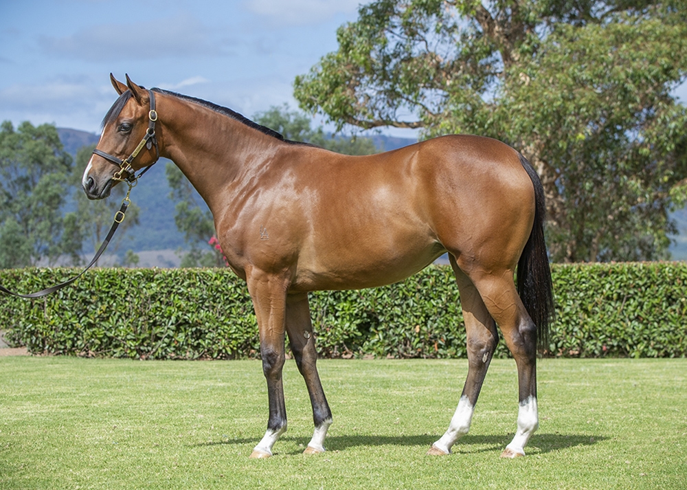 Profondo (AUS) / Imadreamer (NZ) 2024 Filly - Image 1