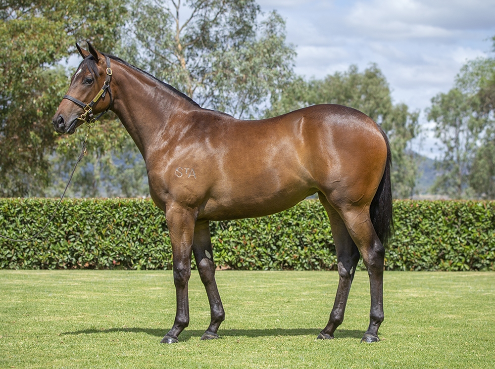 The Autumn Sun (AUS) / Invincible Fille (AUS) 2024 Filly - Image 1