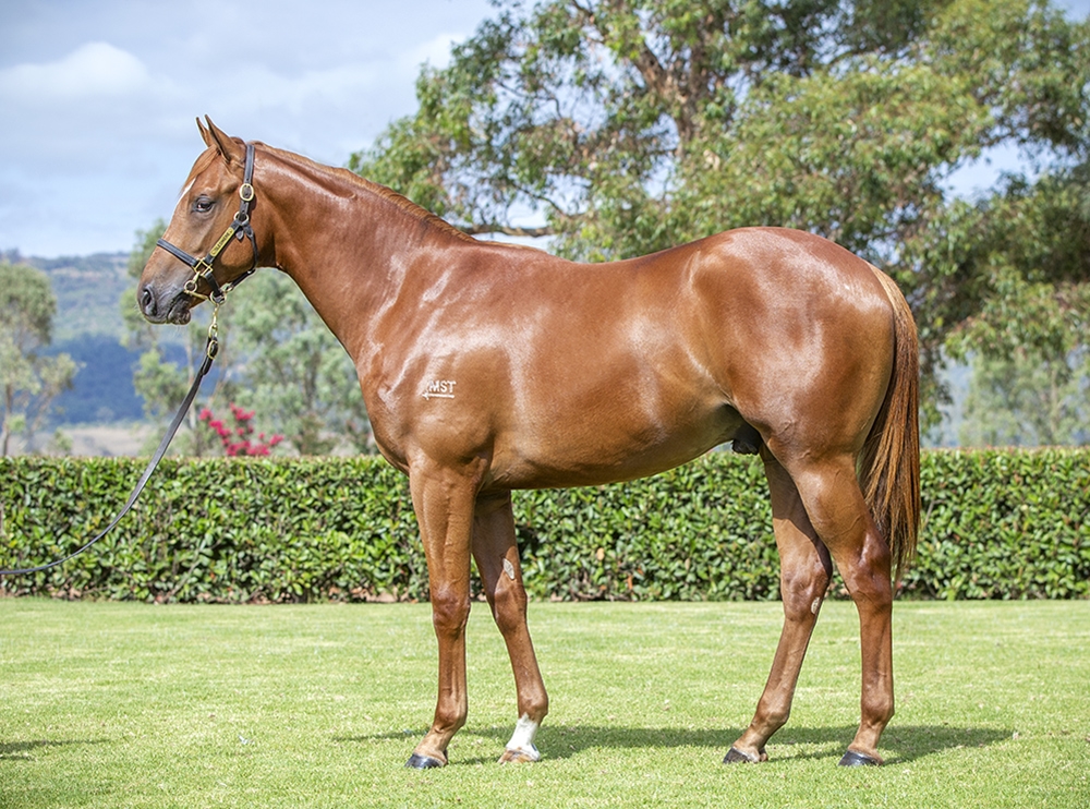 Capitalist (AUS) / Madeira Bay (NZ) 2024 Colt - Image 1
