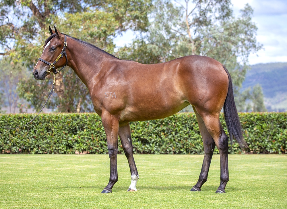 Toronado (IRE) / Momma's Snitzel (AUS) 2024 Filly - Image 1