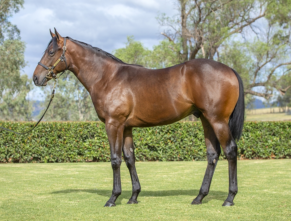 Harry Angel (IRE) / Movie Matinee (AUS) 2024 Colt - Image 1