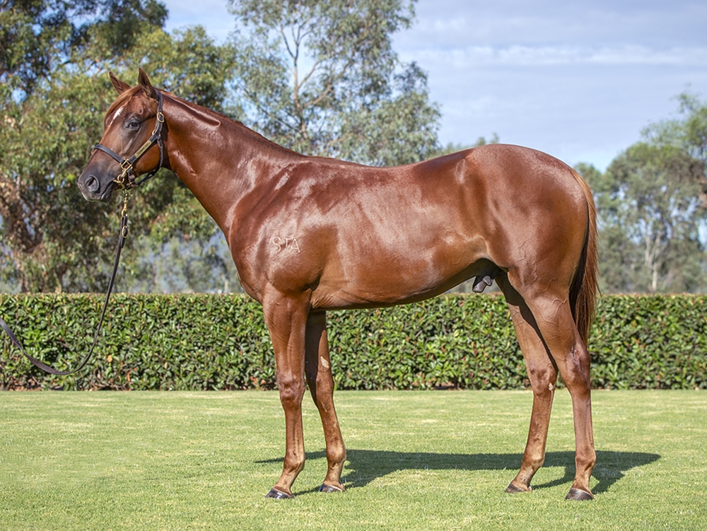 Stay Inside (AUS) / No Mo' Spending (USA) 2024 Colt - Image 1