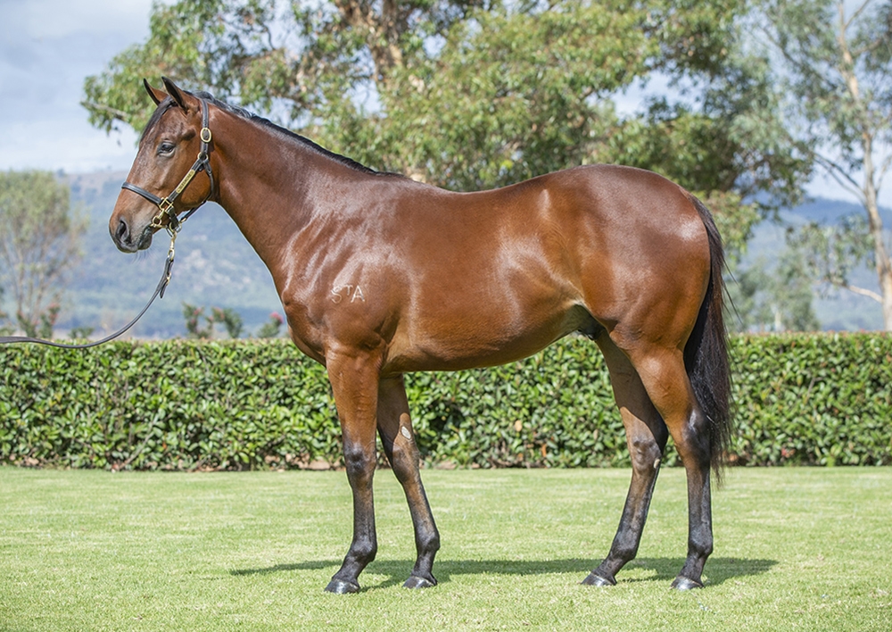 Stay Inside (AUS) / Pacific Horizon (AUS) 2024 Colt - Image 1