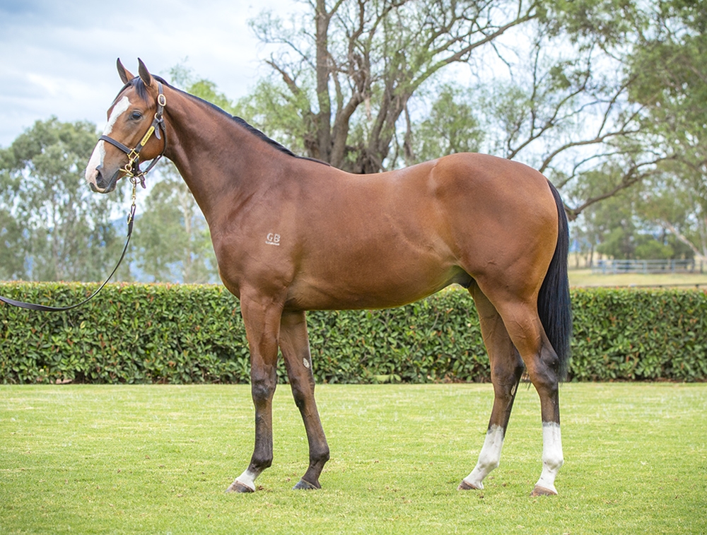 Dundeel (NZ) / Rhapsody Rose (AUS) 2024 Colt - Image 1