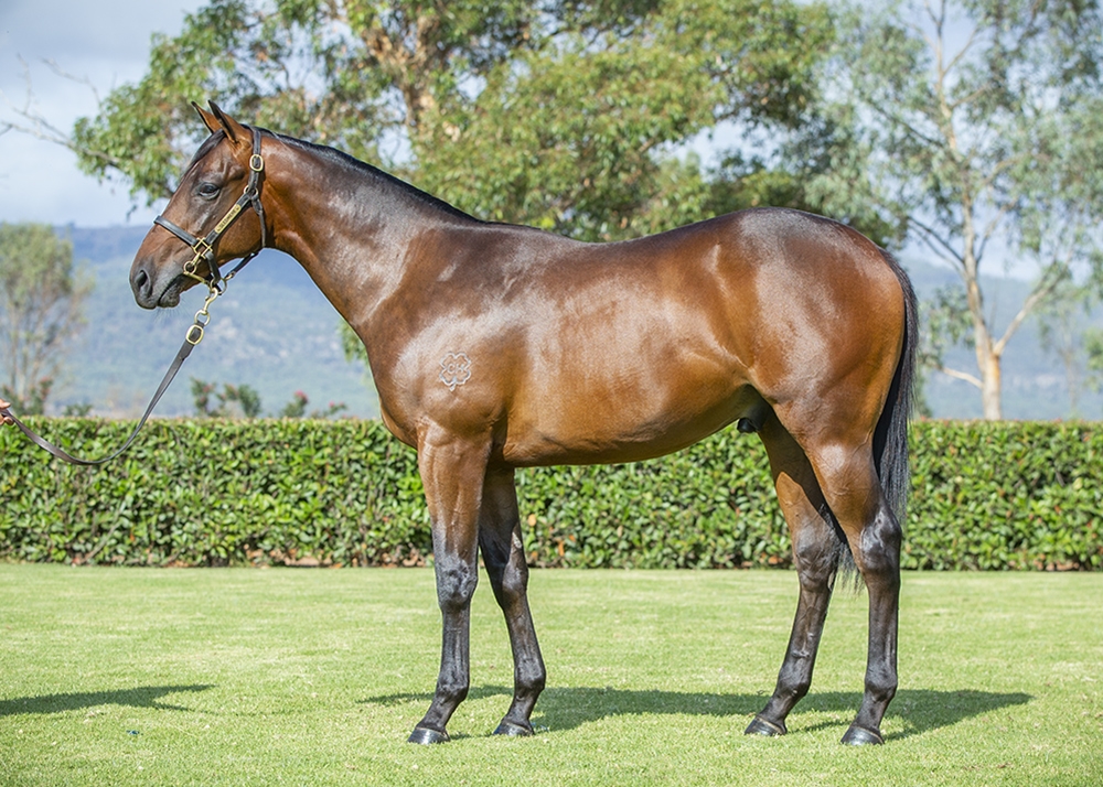 Too Darn Hot (GB) / Rockaroo (AUS) 2024 Colt - Image 1