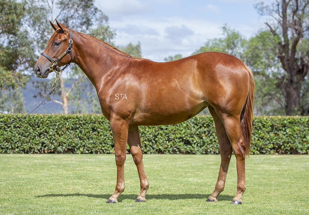 Stay Inside (AUS) / Ruru (AUS) 2024 Filly - Image 1