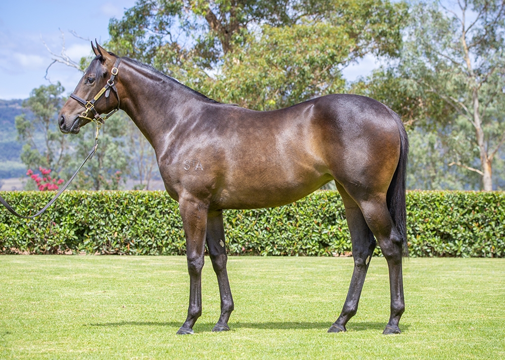 Stay Inside (AUS) / Schwesterherz (FR) 2024 Filly - Image 1
