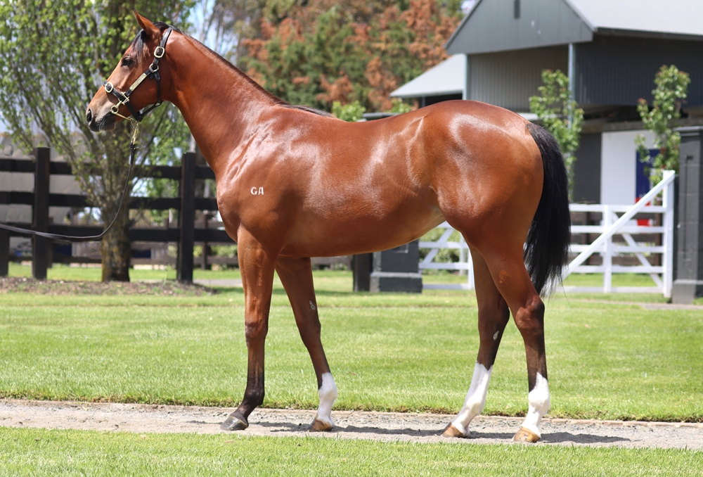 Starspangledbanner (AUS) / Harannda (IRE) 2024 Filly - Image 1