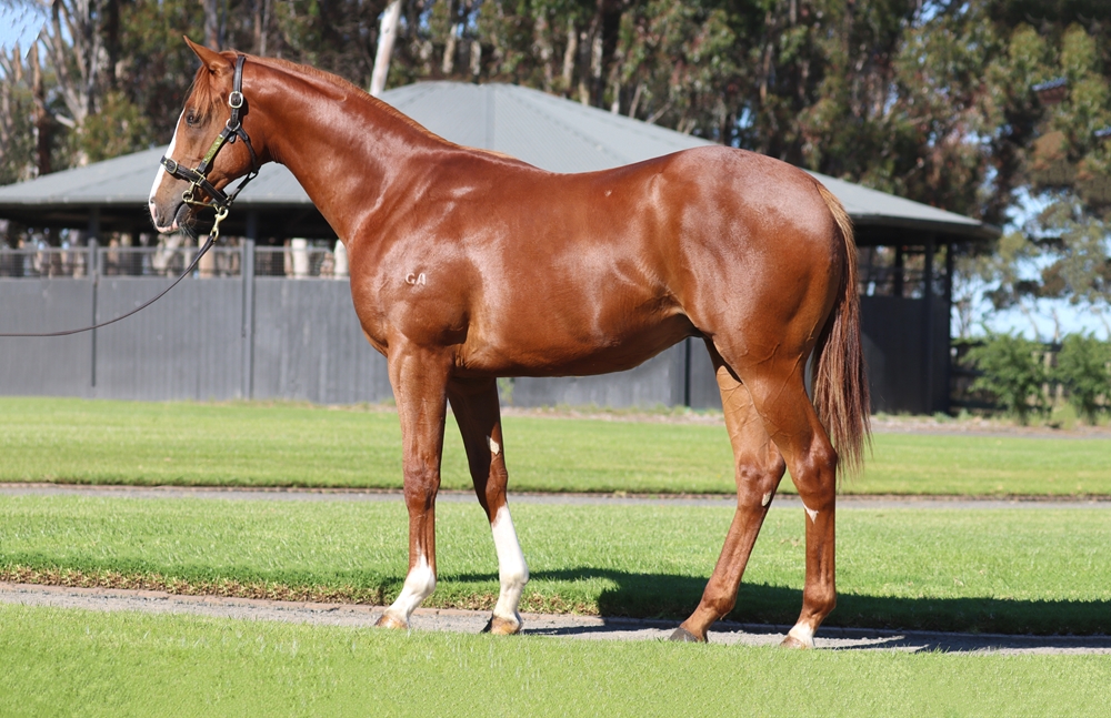 Extreme Warrior (AUS) / Last Jedi (AUS) 2024 Colt - Image 1