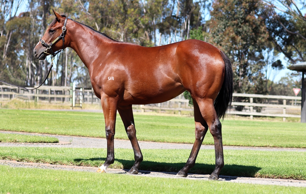 Jacquinot (AUS) / Who Runs the World (AUS) 2024 Filly - Image 1
