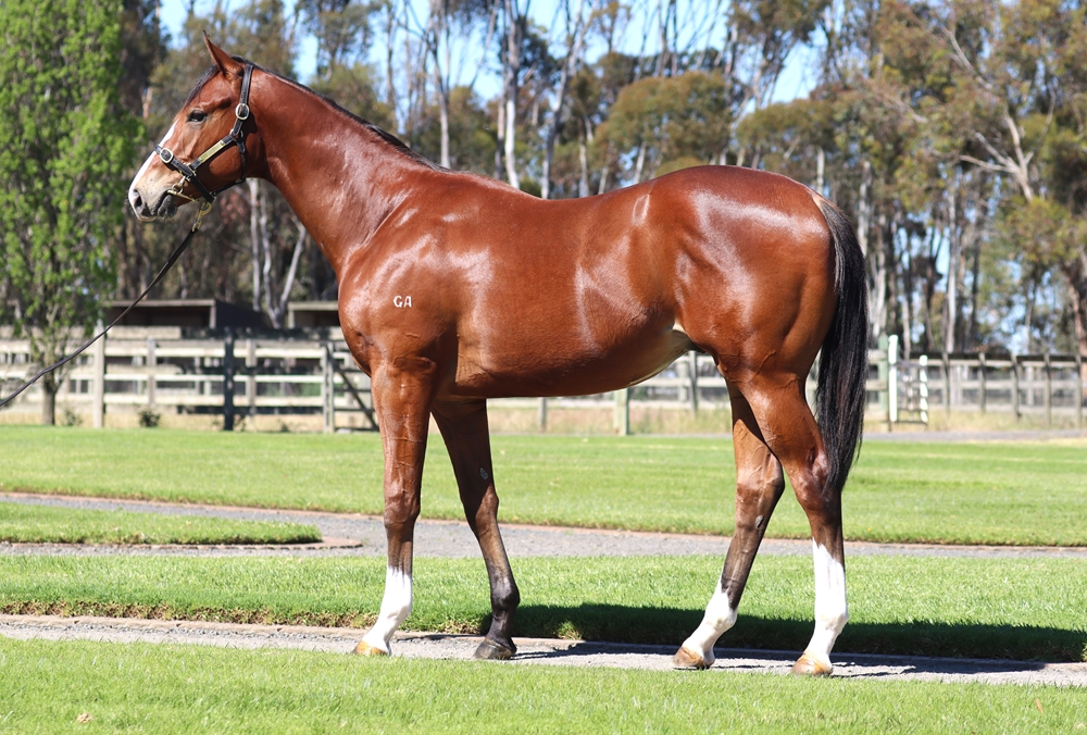 Starspangledbanner (AUS) / Miss Toorak Flyer (AUS) 2024 Colt - Image 1