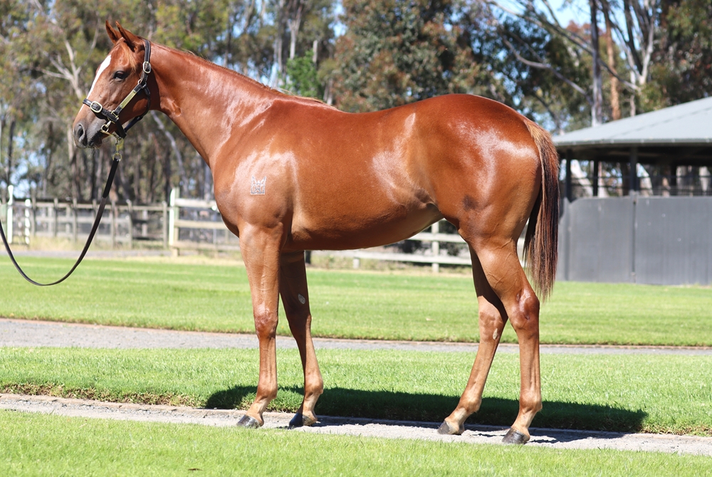 Capitalist (AUS) / Bubbles'n'troubles (AUS) 2024 Filly - Image 1