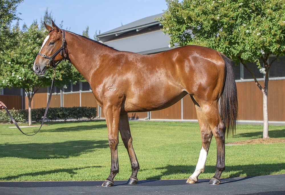 Maurice (JPN) / Mallory (AUS) 2024 Filly - Image 1