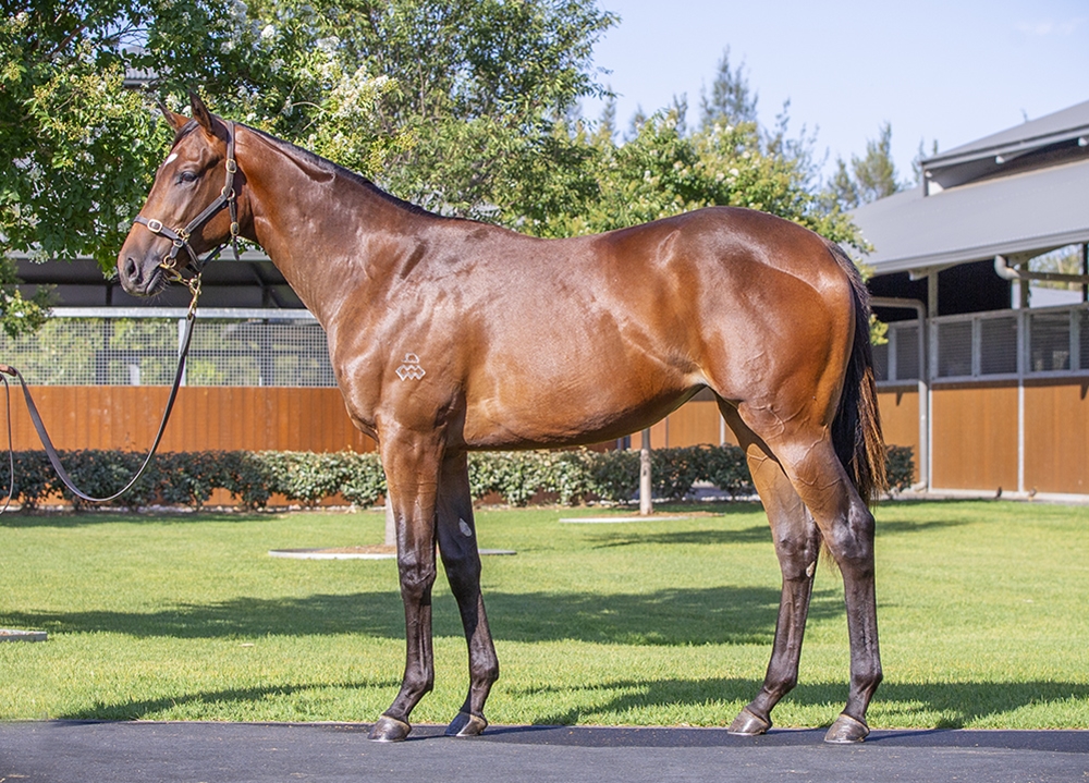 The Autumn Sun (AUS) / Princess Noir (JPN) 2024 Filly - Image 1